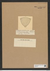 Triceratium favus Ehr. (de-Toni-Nr.: Genus 140, Species 3706) Zeichnungen Sammlung Grunow Nr. 7188 (NHMW-BOT-W0376170)